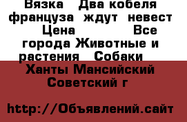 Вязка ! Два кобеля француза ,ждут  невест.. › Цена ­ 11 000 - Все города Животные и растения » Собаки   . Ханты-Мансийский,Советский г.
